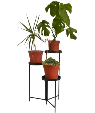 موقف النبات الحديث