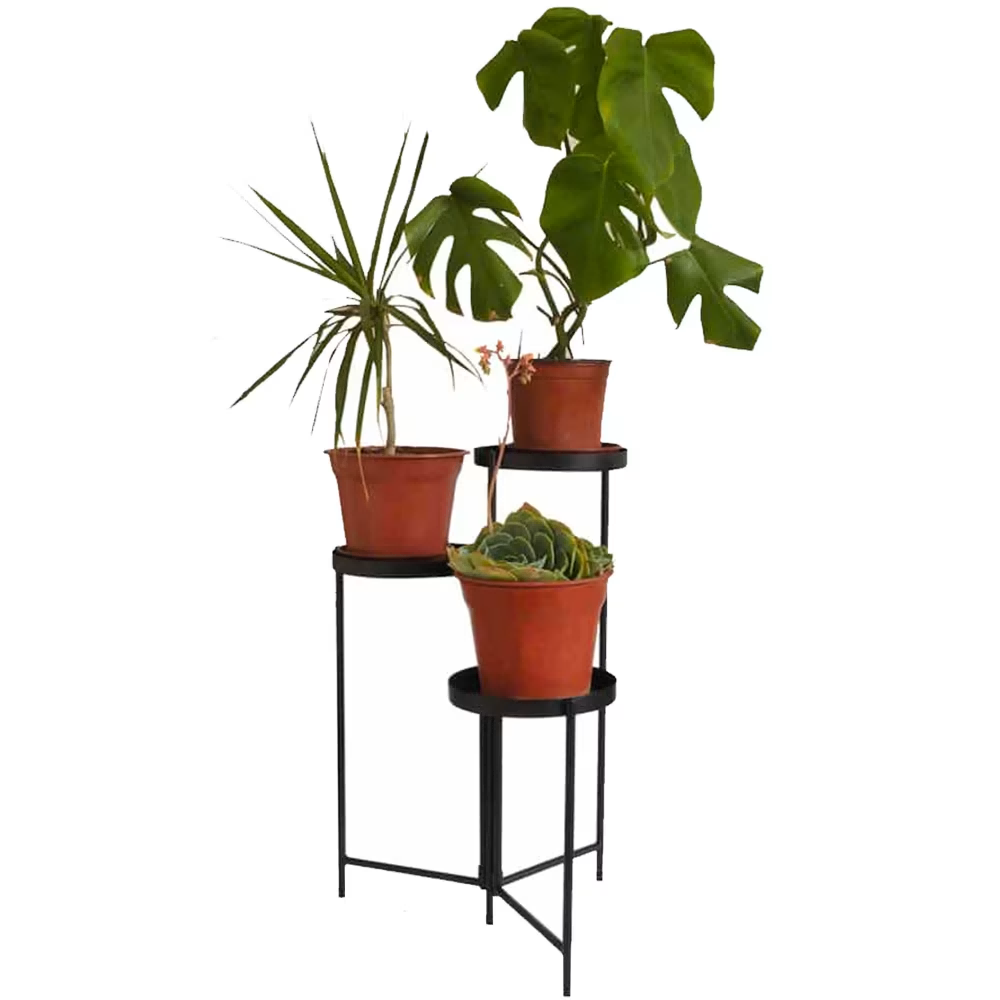 موقف النبات الحديث