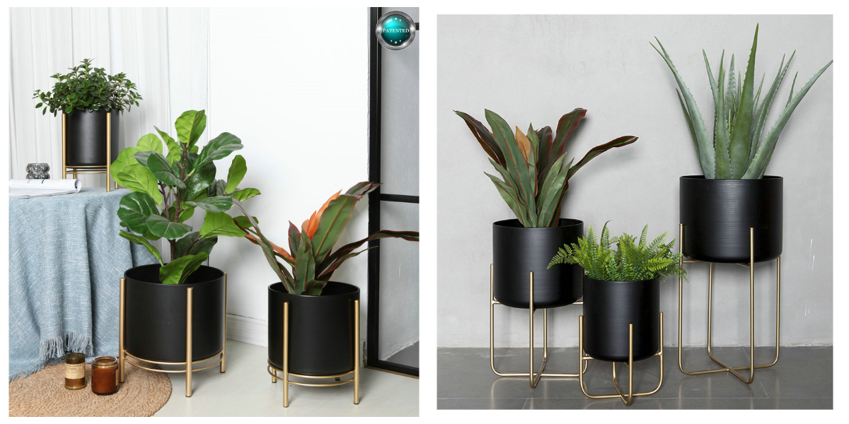 موقف النبات الأسود